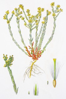Digital improved reproduction of an illustration of