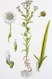Digital improved reproduction of an illustration of