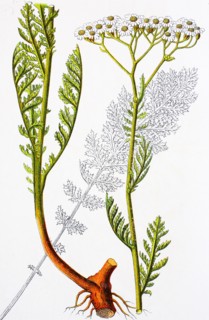 Digital improved reproduction of an illustration of