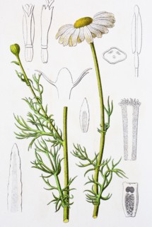 Digital improved reproduction of an illustration of