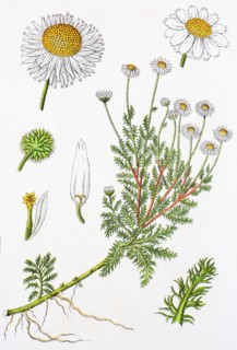 Digital improved reproduction of an illustration of
