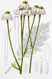 Digital improved reproduction of an illustration of