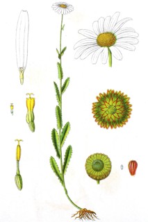 Digital improved reproduction of an illustration of