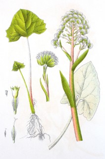 Digital improved reproduction of an illustration of