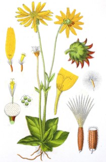 Digital improved reproduction of an illustration of