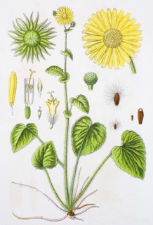 Digital improved reproduction of an illustration of