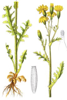 Digital improved reproduction of an illustration of