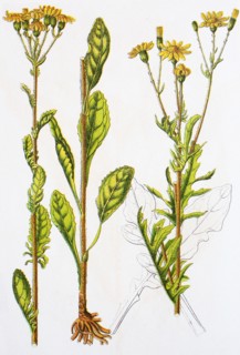 Digital improved reproduction of an illustration of