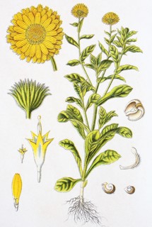 Digital improved reproduction of an illustration of