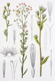 Digital improved reproduction of an illustration of