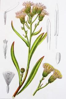 Digital improved reproduction of an illustration of