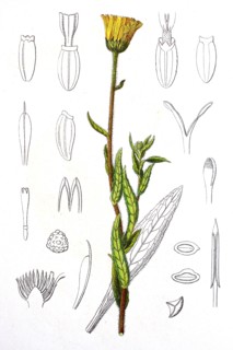 Digital improved reproduction of an illustration of