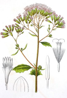 Digital improved reproduction of an illustration of