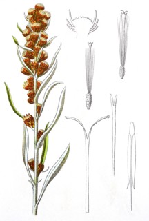 Digital improved reproduction of an illustration of