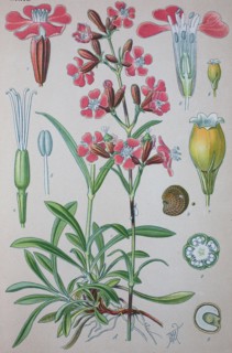 Digital improved high quality reproduction: Silene viscaria