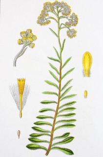 Digital improved reproduction of an illustration of