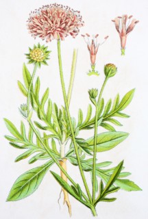 Digital improved reproduction of an illustration of