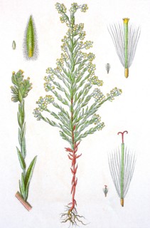Digital improved reproduction of an illustration of