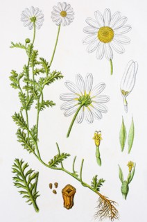 Digital improved reproduction of an illustration of