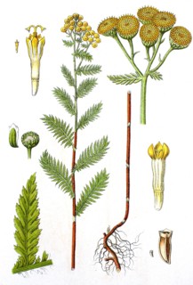 Digital improved reproduction of an illustration of