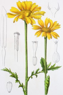 Digital improved reproduction of an illustration of