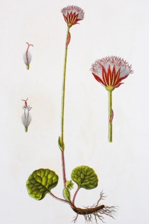 Digital improved reproduction of an illustration of