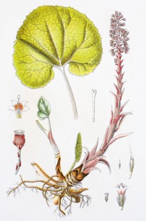 Digital improved reproduction of an illustration of