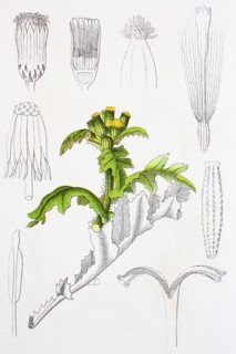 Digital improved reproduction of an illustration of