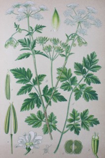 Digital improved high quality reproduction: Chaerophyllum temulum