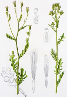 Digital improved reproduction of an illustration of