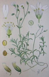 Digital improved high quality reproduction: Cerastium arvense is a species of flowering plant in the pink family known by the common names field mouse-ear and field chickweed  /  Acker-Hornkraut