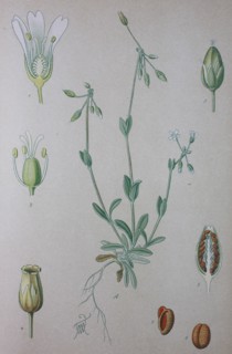 Digital improved high quality reproduction: Holosteum umbellatum
