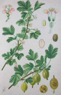 Digital improved high quality reproduction: The gooseberry
