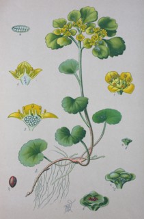 Digital improved high quality reproduction: Chrysosplenium alternifolium is a species of flowering plant in the saxifrage family known as the alternate-leaved golden-saxifrage  /  Wechselblättrige Mil...
