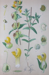 Digital improved high quality reproduction: Rhinanthus angustifolius or Greater Yellow-rattle is a Lamiales plant species of the genus Rhinanthus  /  Große Klappertopf
