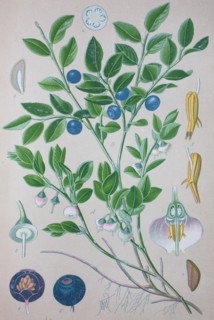 Digital improved high quality reproduction: Vaccinium myrtillus is a species of shrub with edible fruit of blue color