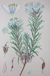 Digital improved high quality reproduction: Rhododendron tomentosum