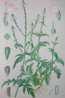 Verbena officinalis