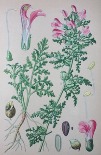 Pedicularis palustris