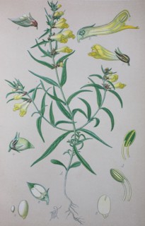 Melampyrum pratense