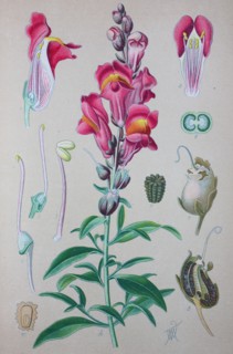 Antirrhinum majus