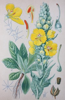 Verbascum thapsus