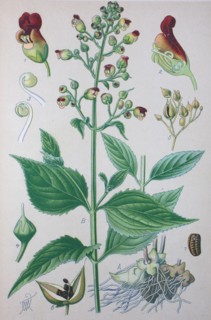 Scrophularia nodosa