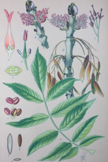 Fraxinus excelsior