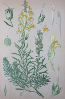 Linaria vulgaris