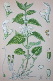 Lamium album
