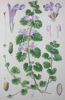 Glechoma hederacea