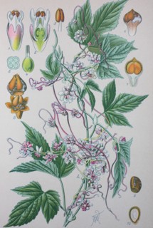 Cuscuta europaea