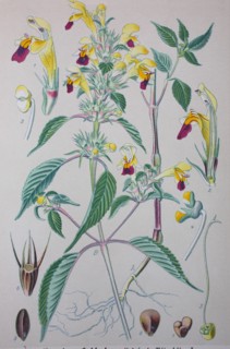 Galeopsis tetrahit