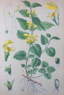 Lamium galeobdolon